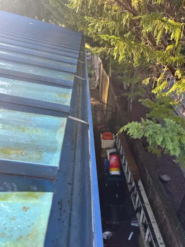 Cleaned-out gutter along the edge of a blue metal roof, with evergreen branches and a side yard below.