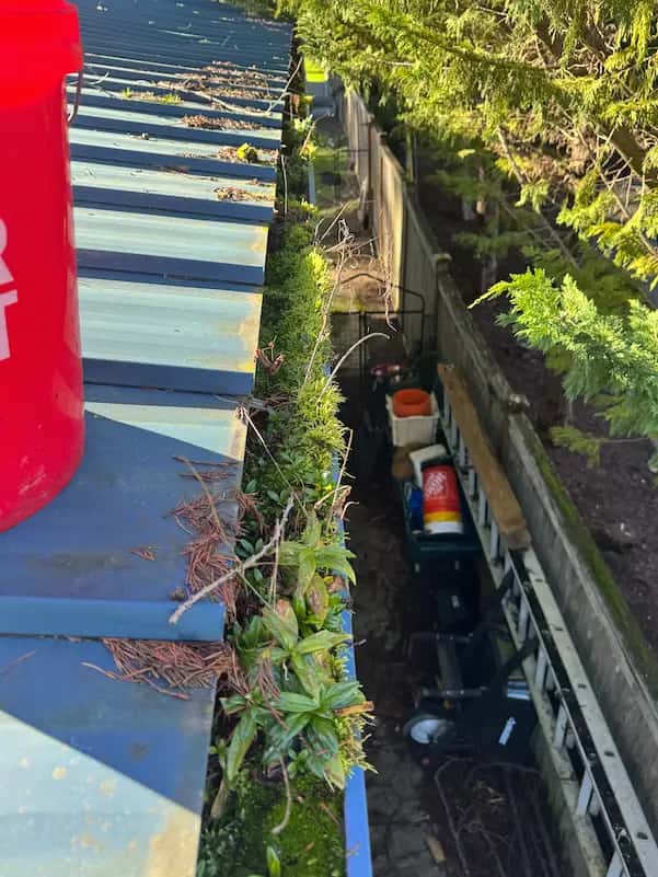 Gutter on a blue metal roof clogged with moss, fir needles and sprouting plants before gutter cleaning, red bucket nearby.