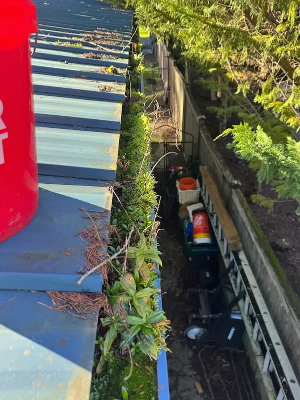 Gutter on a blue metal roof clogged with moss, fir needles and sprouting plants before gutter cleaning, red bucket nearby.