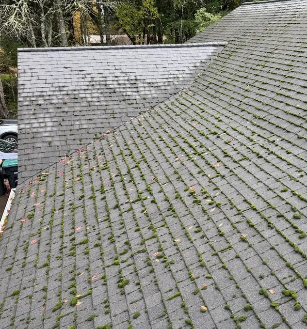 Gray asphalt shingle roof with rows of green moss clumps between the shingles, before moss removal.