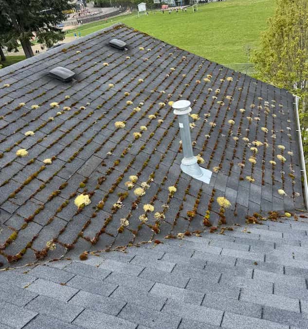 Asphalt shingle roof with moss and dead yellow moss clumps in the seams; lower rows already cleaned.