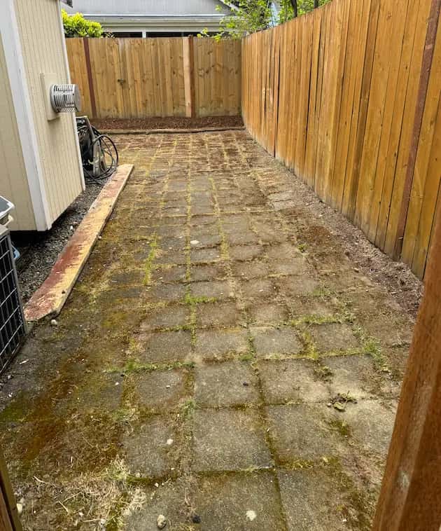 Side-yard concrete paver path overgrown with moss and grass in the joints between a shed and wood fence, before cleaning.