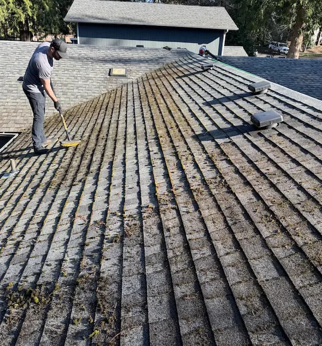 Technician on a mossy asphalt shingle roof using a long-handled brush to remove moss between the shingle rows.